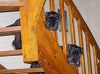 Cliquez ici pour voir l'image (1006.jpg)