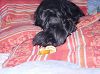 Cliquez ici pour voir l'image (1057.JPG)